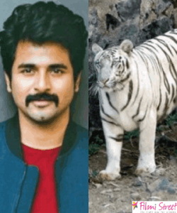 sivakarthikeyan with white tiger