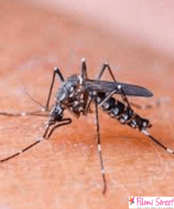 dengue mosquito