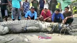 Crocodile